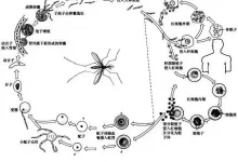 奴隶制度与恶性疟共荣