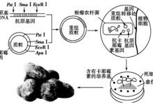 马铃薯的基因海