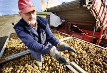 马铃薯喂饱了德国、瑞士、英国、爱尔兰与其他许多国家一半以上的人口